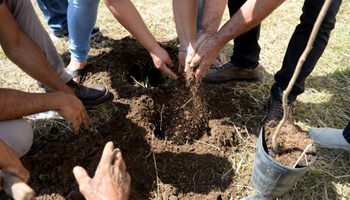 Pomar Urbano visa a fortalecer a resiliência climática nos municípios com a implementação de...
