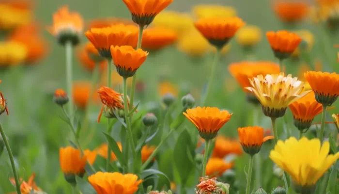 Calendula officinalis L. desperta cada vez mais interesse nas indústrias de alimentação e cosm...