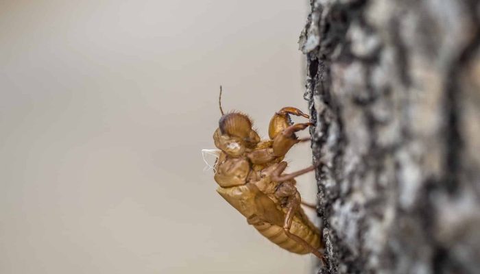 Agência SP