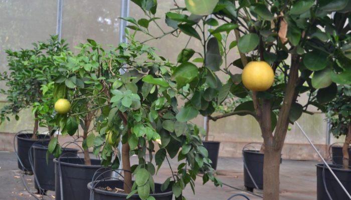 Amostras de plantas forrageiras conservadas no Banco Ativo de Germoplasma do Instituto de Zootecn...